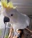 Cockatoo Birds for sale in New York, NY, USA. price: $700
