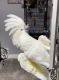 Cockatoo Birds for sale in South Bound Brook, NJ 08880, USA. price: NA