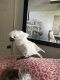 Cockatoo Birds for sale in Berryville, AR 72616, USA. price: NA