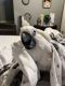 Cockatoo Birds for sale in Berryville, AR 72616, USA. price: NA