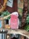 Cockatoo Birds for sale in Jacksonville, FL 32258, USA. price: $3,800