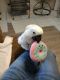 Cockatoo Birds for sale in Berryville, AR 72616, USA. price: $1,700