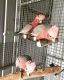 Cockatoo Birds for sale in Atlanta, GA, USA. price: $1,000