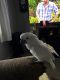 Cockatoo Birds for sale in Berryville, AR 72616, USA. price: $1,500