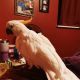Cockatoo Birds for sale in Heath, OH 43056, USA. price: NA