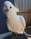 Cockatoo Birds for sale in Armada, Michigan. price: $550