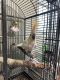 Cockatoo Birds for sale in Glen Burnie, Maryland. price: $1,500