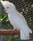 Cockatoo Birds for sale in Glendale, AZ, USA. price: NA