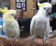 Cockatoo Birds for sale in Tallahassee, FL, USA. price: NA