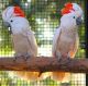 Cockatoo Birds for sale in Anne Manie, AL 36722, USA. price: NA