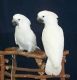 Cockatoo Birds for sale in Lincoln, NE, USA. price: NA