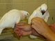 Cockatoo Birds for sale in Oklahoma City, OK, USA. price: NA
