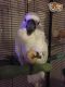 Cockatoo Birds for sale in Fort Wayne, IN, USA. price: NA