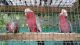 Cockatoo Birds for sale in Raleigh, NC, USA. price: NA