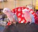 Cockatoo Birds for sale in Brunswick, ME 04011, USA. price: $500