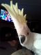 Cockatoo Birds for sale in Stanford, KY 40484, USA. price: $650