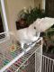 Cockatoo Birds for sale in Wilmington, NC, USA. price: NA