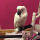 Cockatoo Birds for sale in Millersburg, OH 44654, USA. price: NA