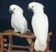 Cockatoo Birds