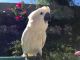 Cockatoo Birds for sale in Tucson, AZ, USA. price: $1,500