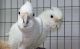 Cockatoo Birds for sale in Berkeley, CA, USA. price: NA