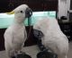 Cockatoo Birds for sale in Van Nuys, Los Angeles, CA, USA. price: NA