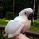 Cockatoo Birds for sale in Bay City, OR 97107, USA. price: NA