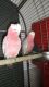 Cockatoo Birds for sale in Corona, CA, USA. price: NA
