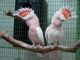 Cockatoo Birds for sale in New York, NY, USA. price: NA