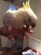 Cockatoo Birds for sale in 1435 Duck Tail Ct, Redding, CA 96003, USA. price: $800