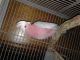 Cockatoo Birds for sale in Needville, TX 77461, USA. price: NA