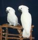 Cockatoo Birds for sale in Lake Trail Dr, Kenner, LA 70065, USA. price: NA