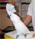 Cockatoo Birds for sale in Colorado Springs, CO, USA. price: $600