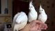 Cockatoo Birds for sale in MD-355, Bethesda, MD, USA. price: NA