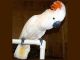 Cockatoo Birds for sale in Shingle Springs, CA 95682, USA. price: NA
