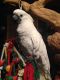 Cockatoo Birds for sale in Beverly Hills, CA, USA. price: NA