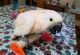 Cockatoo Birds for sale in Montreal, QC, Canada. price: $1,200