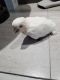 Cockatoo Birds for sale in KY-44, Shepherdsville, KY 40165, USA. price: $200