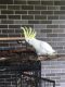 Cockatoo Birds for sale in 90001 Overseas Hwy, Tavernier, FL 33070, USA. price: NA
