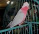 Cockatoo Birds for sale in Tulsa, OK, USA. price: NA