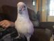 Cockatoo Birds for sale in Glen St Mary, FL 32040, USA. price: NA