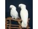 Cockatoo Birds for sale in CA-111, Rancho Mirage, CA 92270, USA. price: NA
