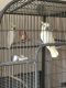 Cockatoo Birds for sale in Scottsdale, AZ, USA. price: $400