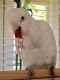 Cockatoo Birds for sale in Scottsdale, AZ, USA. price: $300