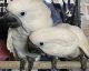 Cockatoo Birds for sale in Coto De Caza, CA 92679, USA. price: NA