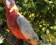 Cockatoo Birds for sale in Coto De Caza, CA 92679, USA. price: $1,200