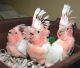 Cockatoo Birds for sale in California State Route 2, Los Angeles, CA, USA. price: NA