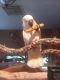 Cockatoo Birds for sale in Tomball, TX 77375, USA. price: $2,000