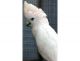 Cockatoo Birds for sale in Wethersfield, CT 06109, USA. price: NA