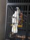 Cockatoo Birds for sale in Hartford, CT 06143, USA. price: $600